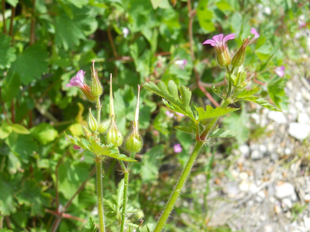 Geranium purpureum